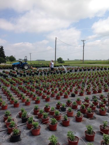 My mom helping water in the mums