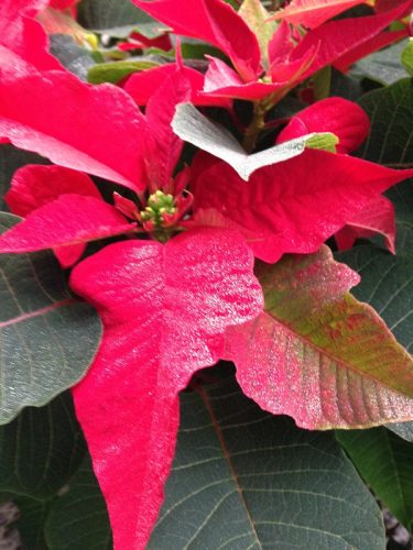 Poinsettia Photo