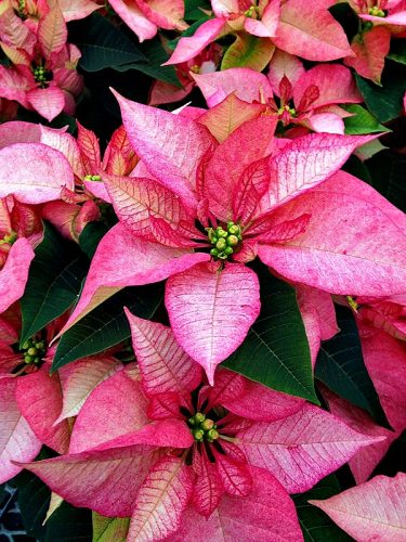 Poinsettia_Radiant