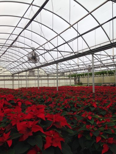 Poinsettias in Greenhouse