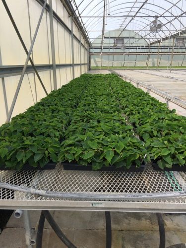 cuttings poinsettias 2015_3