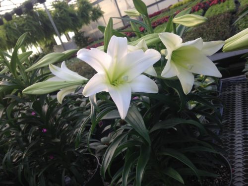 easter_lilies