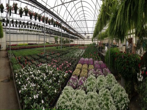 greenhouse_view_spring