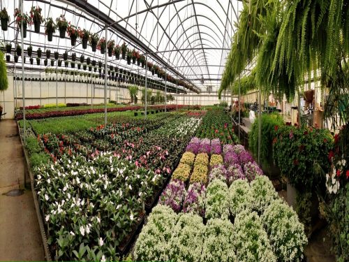 greenhouse_view_spring_Radiant