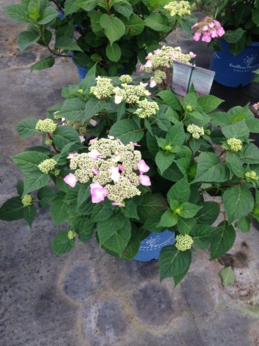 hydrange_endless_summer_twist_and_shout