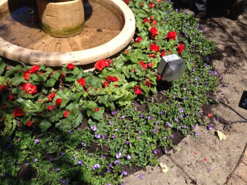 our_plants_planted_on_site