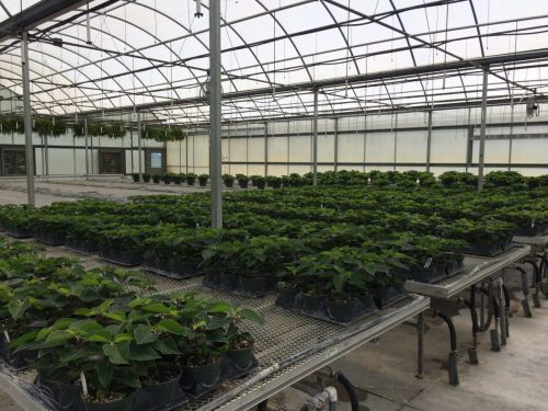 poinsettias in August 2015 2