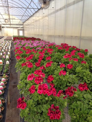 regal_geraniums