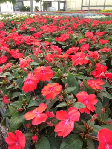 sunpatiens_electric_orange
