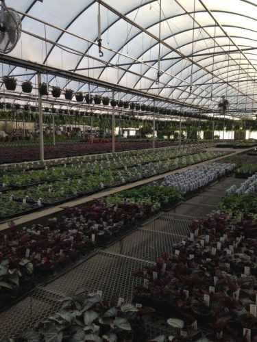 view_of_greenhouse_early_spring